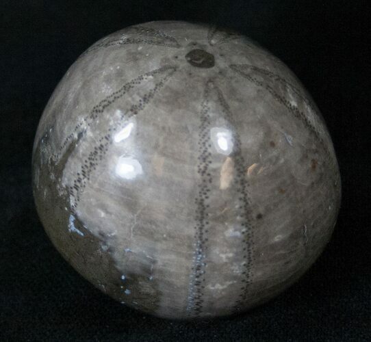 Polished Sea Urchin From Morocco (Jurassic) #14296
